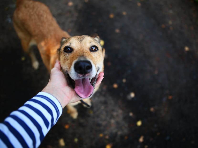 Why I pet strangers’ dogs on holiday – and what I’ve learnt about caring for pets while away