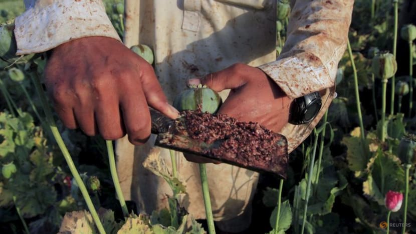 UN warns of overdose deaths after Afghan opium production plummets UN warns of overdose deaths after Afghan opium production plummets