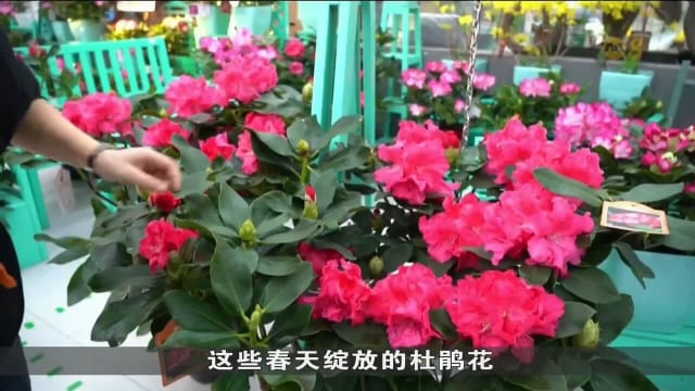 中国花卉和年货市场热闹非凡 各地出奇招迎全球访客