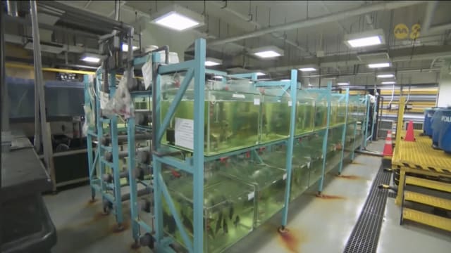 本地研究员从废水提取微生物蛋白 作为鱼粉替代品