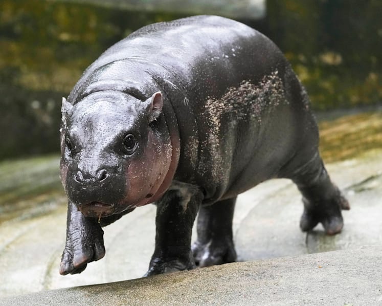 Thailand's baby pygmy hippo Moo Deng now has an official song released in 4 languages