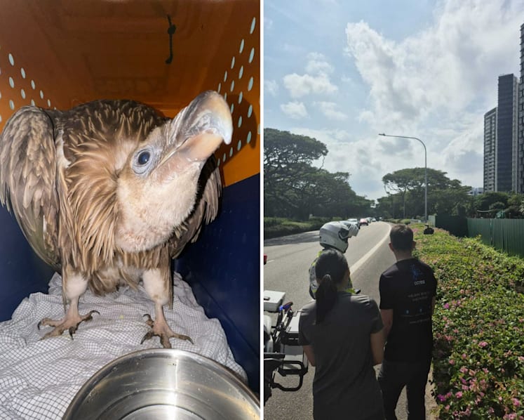 Rare sighting of Himalayan vulture in Singapore, viral video shows it was struggling to fly near ECP
