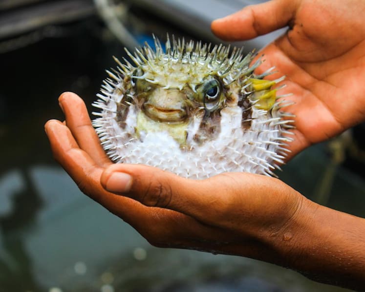 Pufferfish often thrown back to sea when caught, says Johor fisheries department official