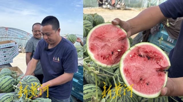 三秒辨识西瓜熟度 中国“验瓜师”日赚近180新元