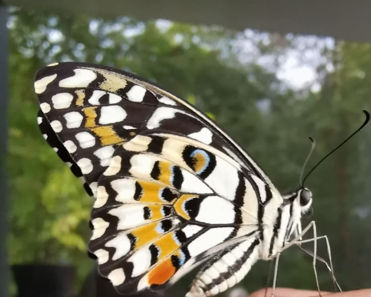 Commentary: Raising caterpillars has been a life-changing pandemic hobby