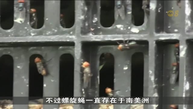美国新大陆螺旋蝇感染小牛 当局已设隔离区防扩散