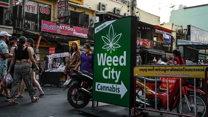 ‘A rubber band snapping back’: Thailand’s cannabis U-turn a return to political middle-ground, say observers ‘A rubber band snapping back’: Thailand’s cannabis U-turn a return to political middle-ground, say observers