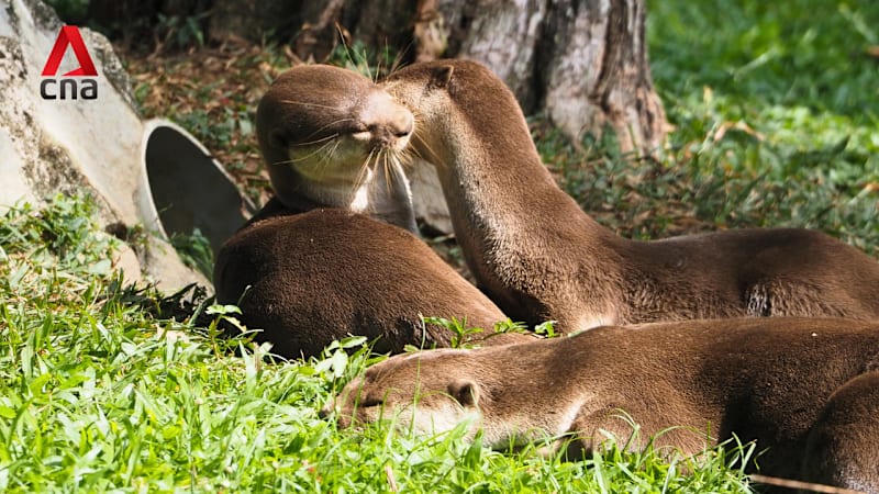 The people who find and count Singapore's otters