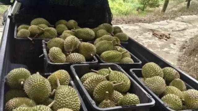 猫山王收购价创十年新低 每公斤3新元马国榴梿农喊苦