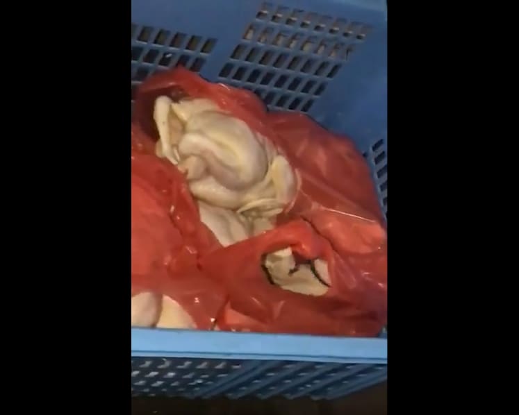 Patrons of Toa Payoh coffee shop unfazed, as town is embroiled in second viral rat video