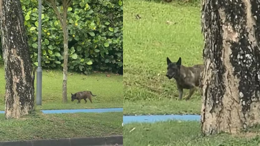 “OMG, Is That a Wolf?” Dog At NTU Goes Viral