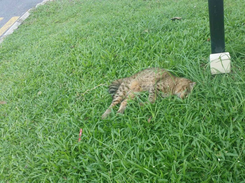 The body of the cat that was said to be found at 3pm today. Photo: Yishun 326 Tabby cat/Facebook