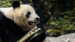 Related article image