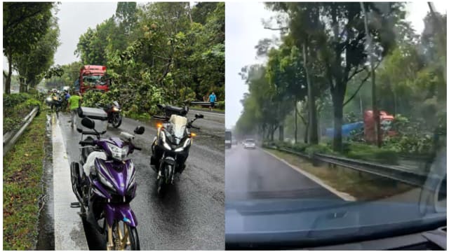 武吉知马快速公路大树倒下 三条车道全被挡