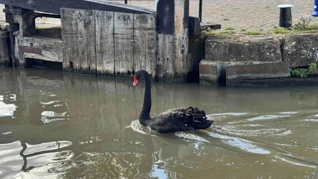 因骚扰其他天鹅及游客 “恶霸”黑天鹅被赶出英国小镇