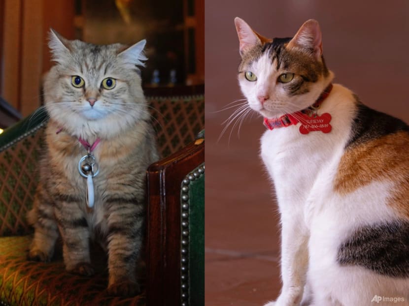 A cat's the star at these venues around the world, from museums to hotels to government offices