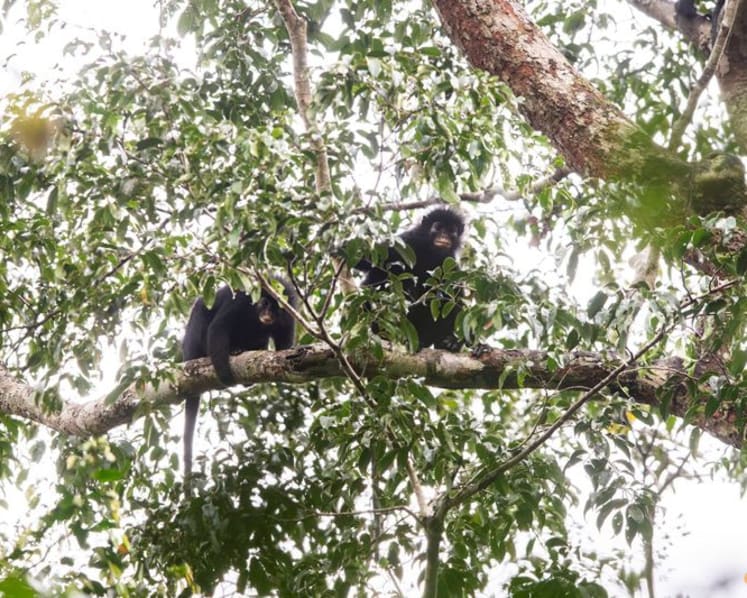 Scientists find new monkey species in Congo's rainforest