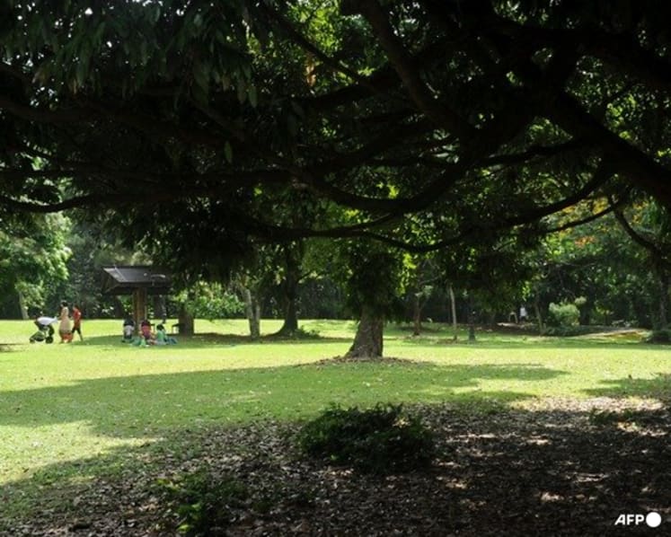 Singapore launches first national pruning guidelines to improve tree care and safety