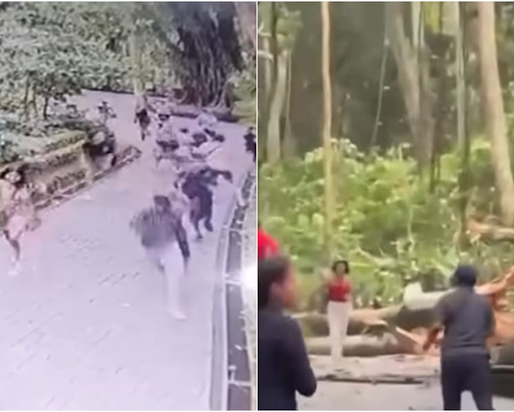 Tree collapses at Bali’s Sacred Monkey Forest, killing two tourists