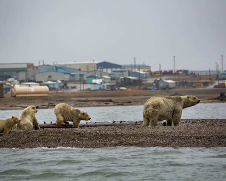 How climate change is worsening human-wildlife conflicts
