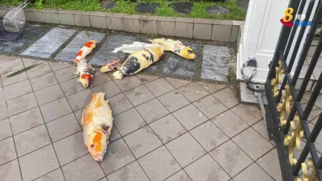 一夜痛失20多条锦鲤 高文私宅屋主：一定是水獭