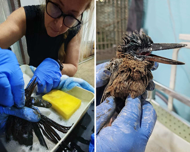From cleaning birds to beach patrols, volunteers tell what they saw and did after Pasir Panjang Terminal oil spill 