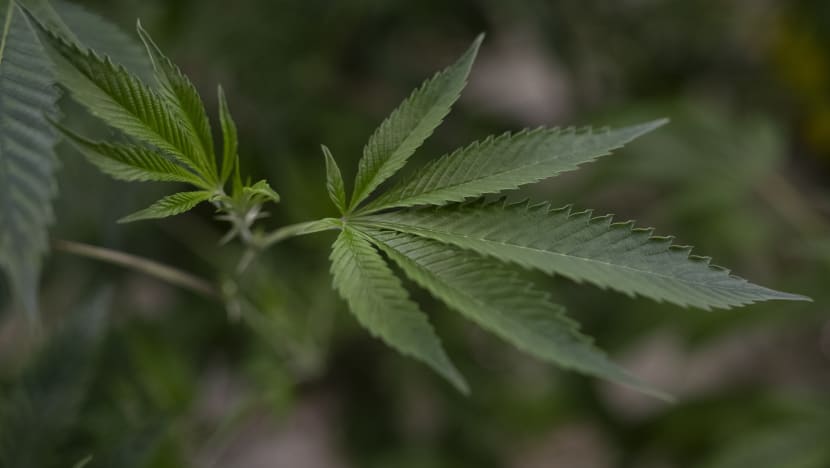 NADI KAMPUS: 'Dadah rekreasi' kian jadi tumpuan, apa kata belia?