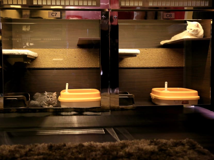Gallery: It’s a ‘purrfect’ life for Singapore’s pampered pussies