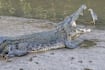 What Happened To Tailless, Possibly Singapore's Most Famous Crocodile Which Hasn't Been Spotted In Months?