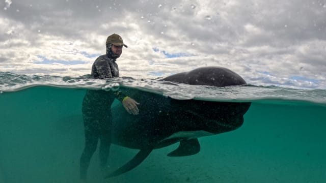 澳洲海滩搁浅近百头长鳍领航鲸全已死亡