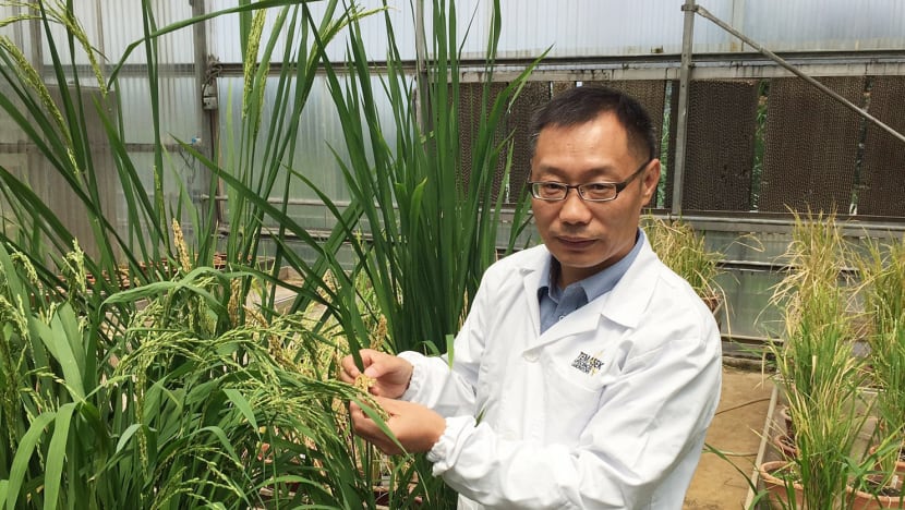 S’pore scientist wins Asean award for research on rice