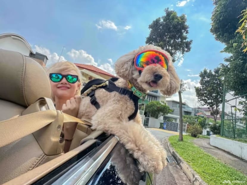 The Big Read: 'Part of the family' - the rising status of pets among households and what it means for society The Big Read: 'Part of the family' - the rising status of pets among households and what it means for society