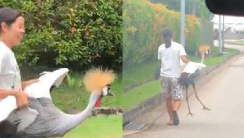 Burung jenjang eksotik terlepas dari rumah di kawasan Caldecott Burung jenjang eksotik terlepas dari rumah di kawasan Caldecott
