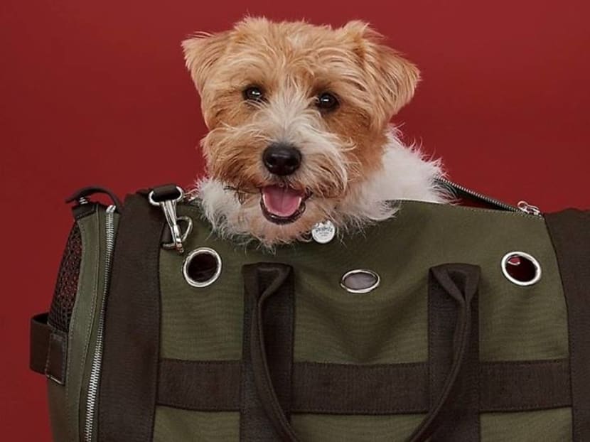 7 stylish pet accessories for when you’re taking your furkid out for a walk 7 stylish pet accessories for when you’re taking your furkid out for a walk