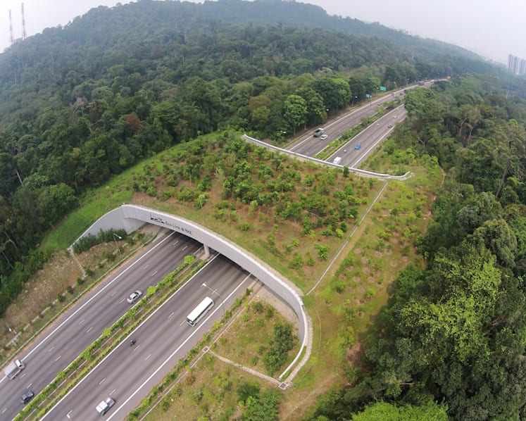 Nature-conservation bridge to open for guided tours