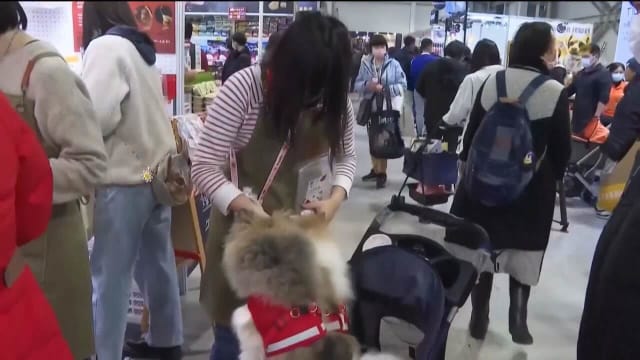 更多人不生娃却养毛小孩 台湾宠物相关行业兴起