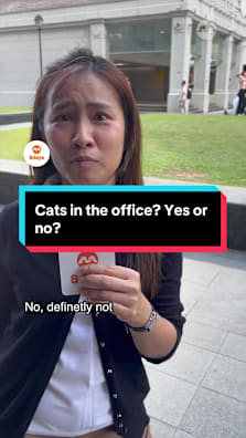 Should Singapore companies give every employee a cat? #8dayssg #8dayssgtrending #cat #office #fypsg 