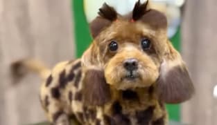 நாய்க் குட்டியா? ஒட்டகச்சிவிங்கிக் குட்டியா? - வித்தியாசமான ஒப்பனை 