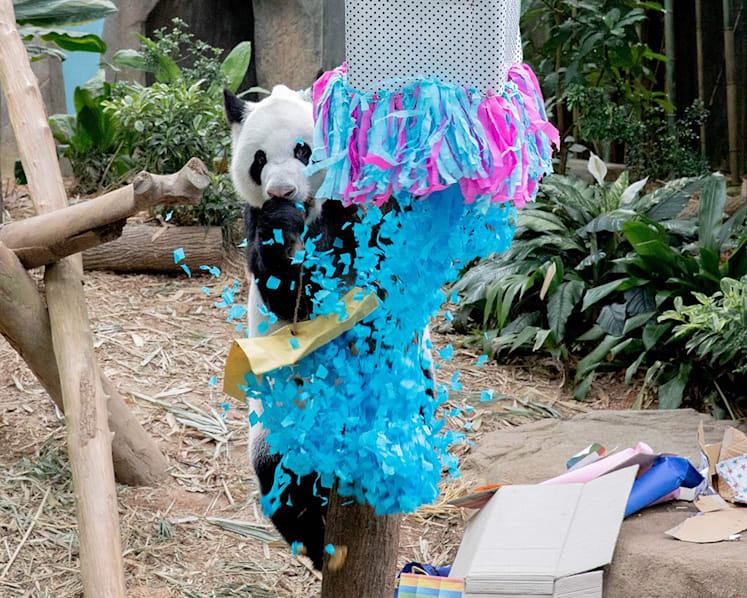 Public invited to name Singapore’s first giant panda cub, revealed to be a boy