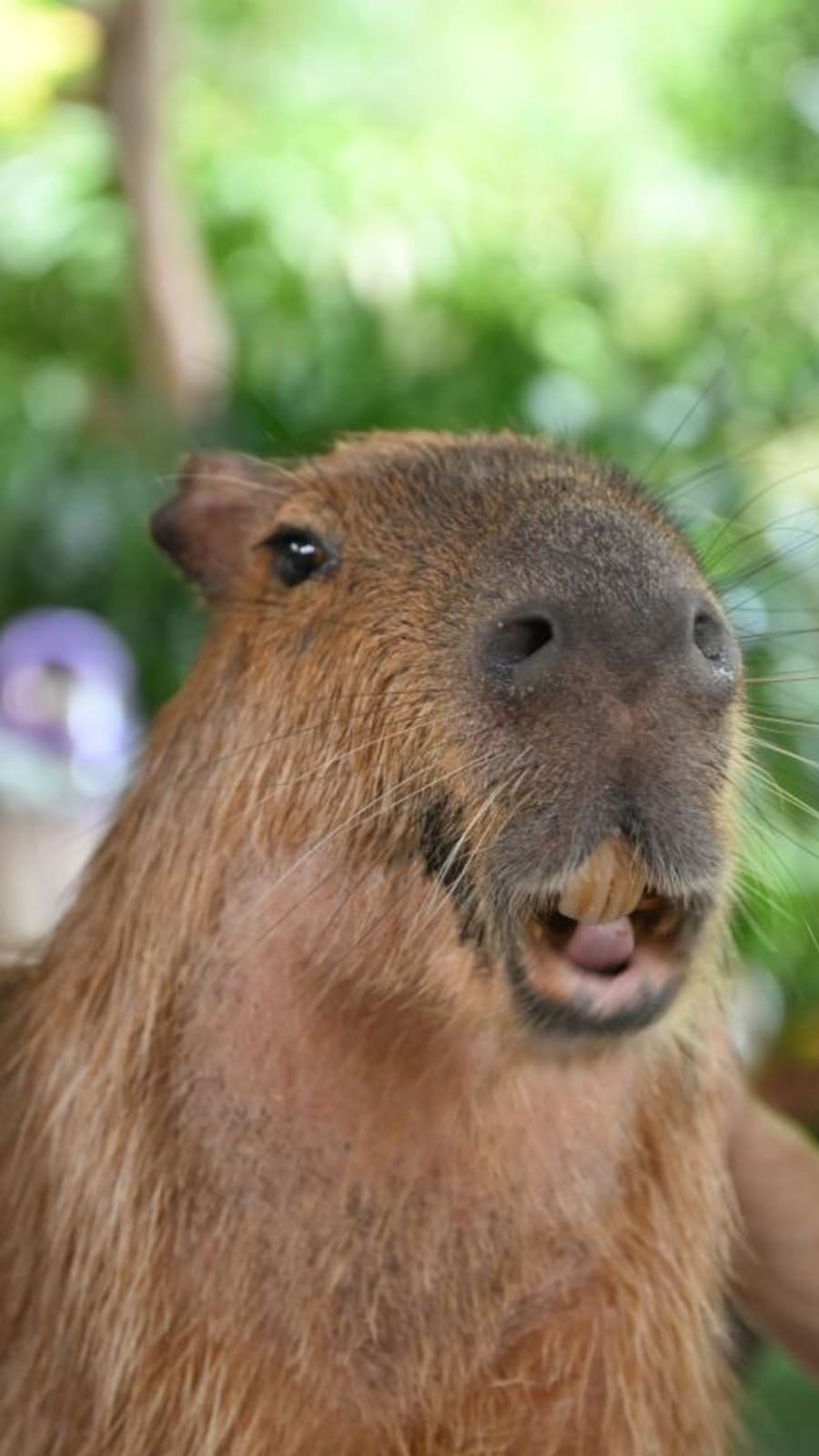 Getting up close with capybaras and penguins 