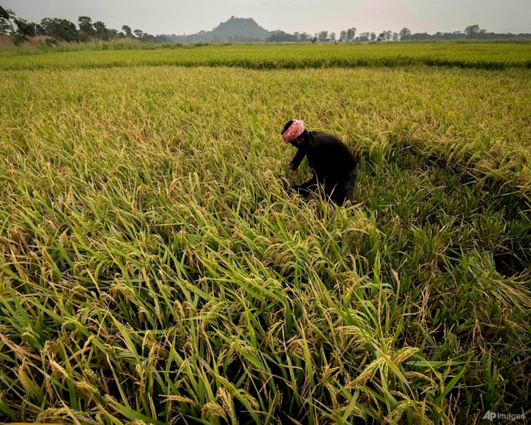 India looks to sow more climate-resilient crops as it braces for more heatwaves, water crises