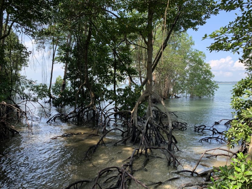 Commentary: From fighting climate change to illnesses — why mangroves are worth celebrating Commentary: From fighting climate change to illnesses — why mangroves are worth celebrating