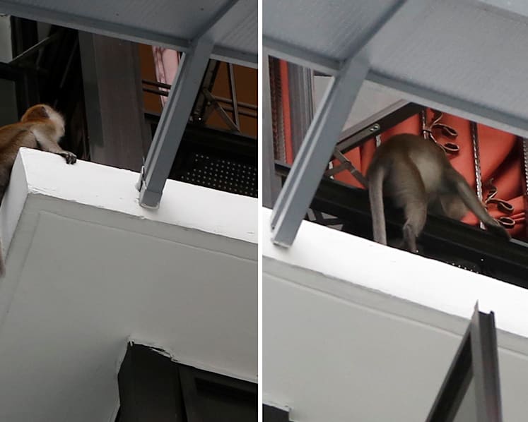 The Big Read: As animal encounters hit the headlines, a divide opens up