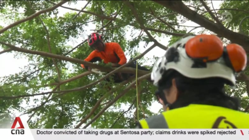 Singapore launches first national tree management standard