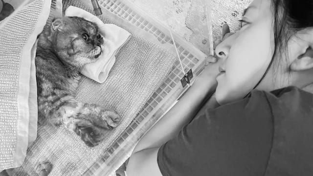 19岁爱猫离世　唐诗咏悲痛送别