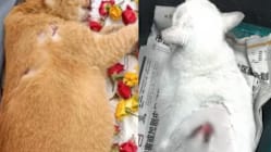Related article image