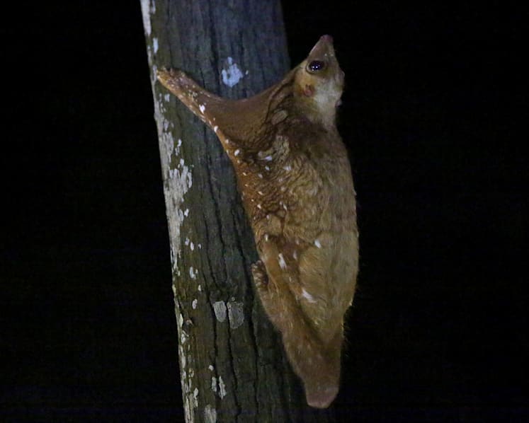Getting up close and personal with wildlife, without them realising it