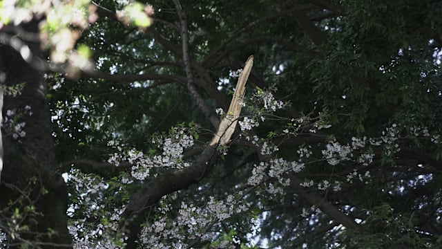 东京樱花树接连倒塌 民众赏花安全引忧