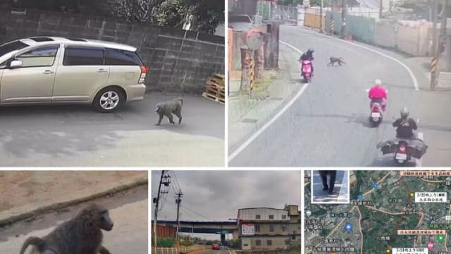 狒狒惊现台湾桃园市区引恐慌 动物园园方发帖教防身三招