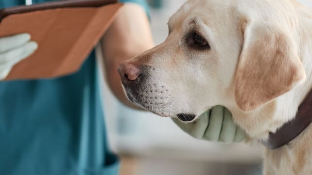 Singapore passes Bill to set up Veterinary Council, raise sector standards 